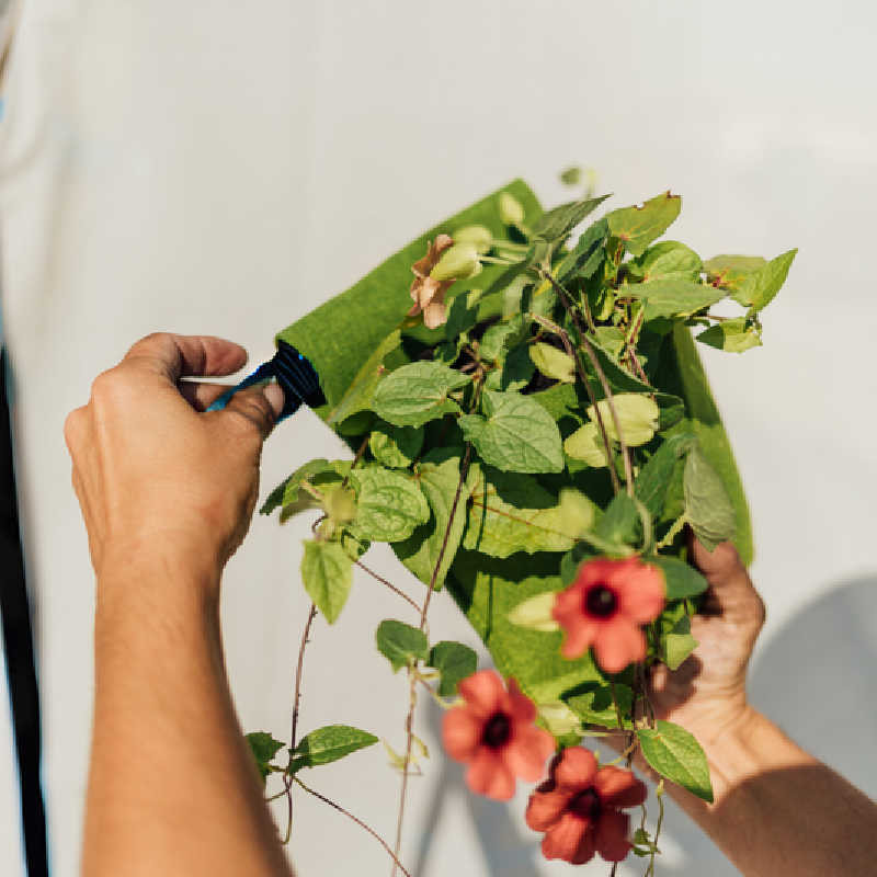 Bijou bloom hanging planter being held and planted