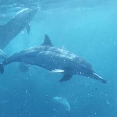 Chromatheme - 9crtm Blue-Zone Circuit