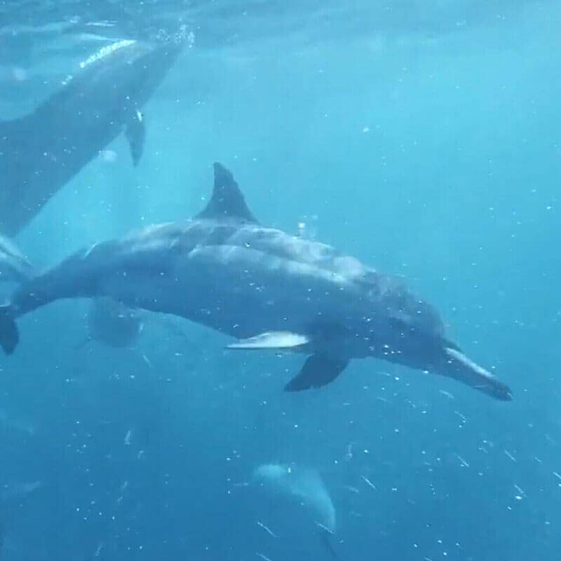 Chromatheme - 9crtm Blue-Zone Circuit