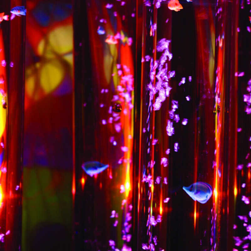 Fish for bubble tube in the bubbles