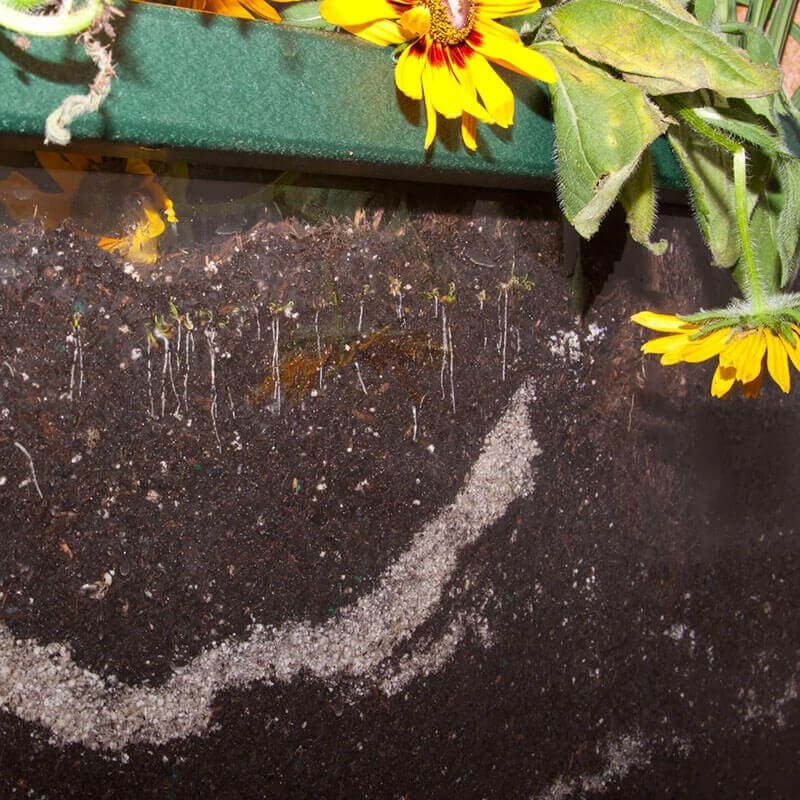 Playmore Design Root View Planter Roots