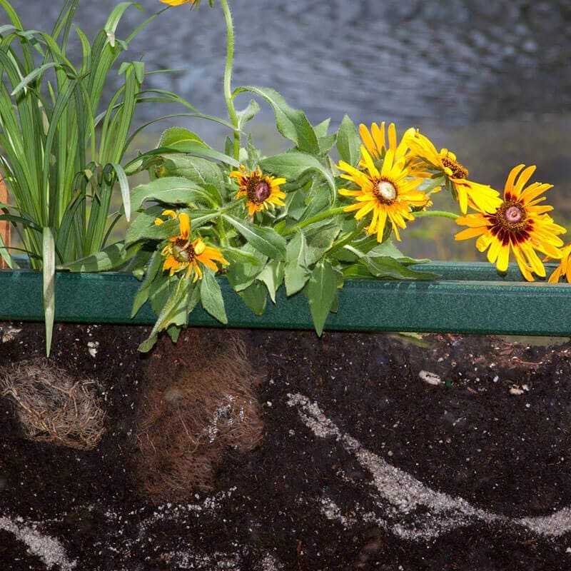 Playmore Design Root View Planter Sunflower